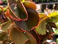 Acalifa