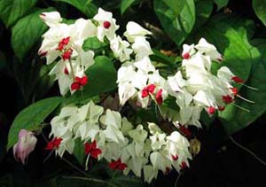 clerodendrum thomsonae