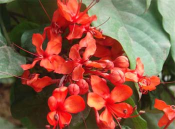 clerodendrum speciosum