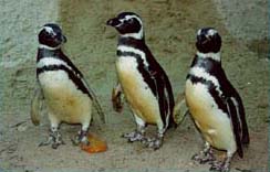 Jardim Zoológico - pinguins