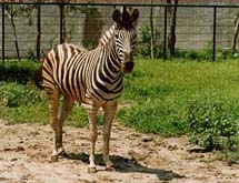 Jardim Zoológico